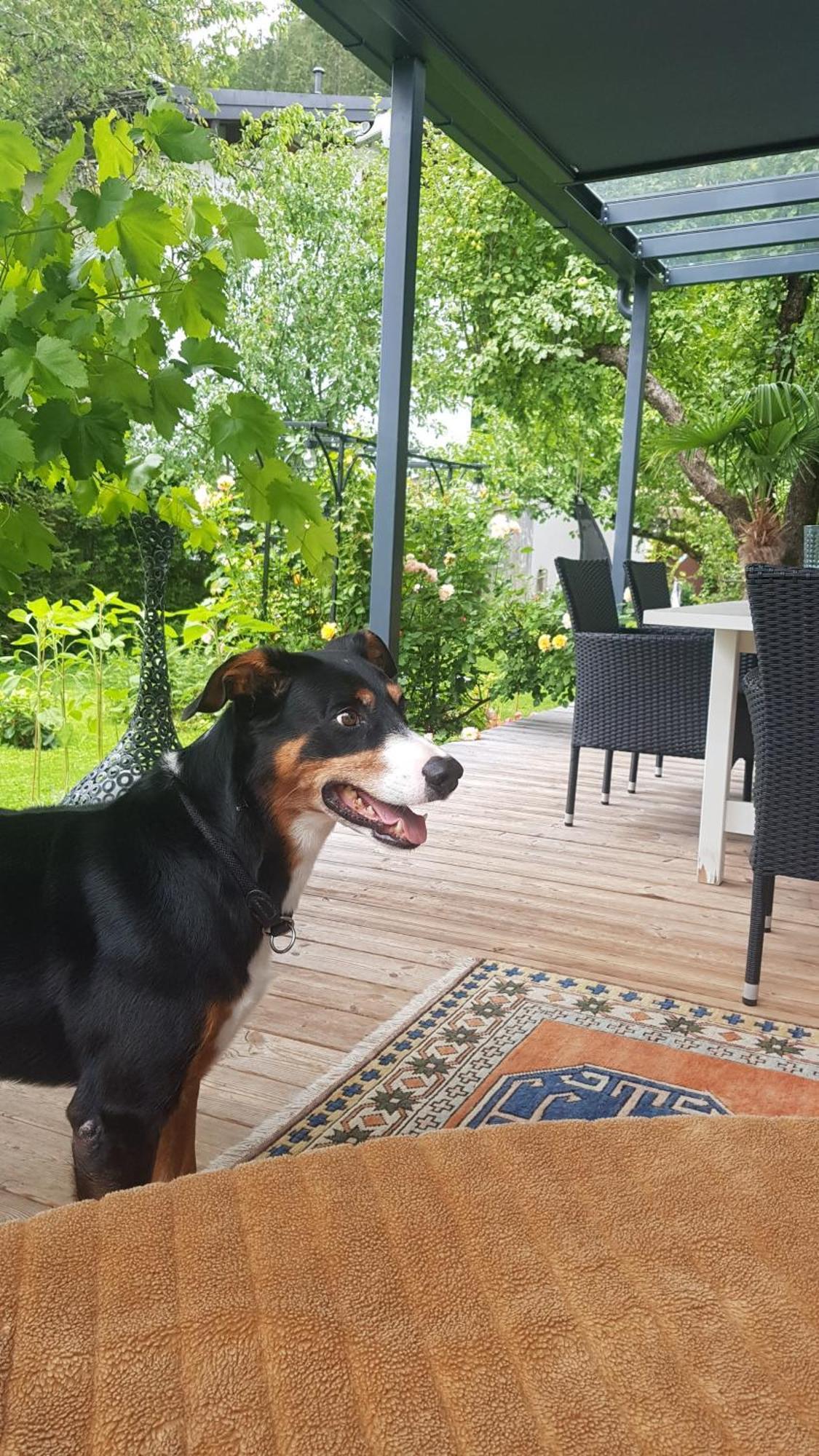 Jagd Trifft Moderne&boutique Jardin Appartement Annaberg-Lungötz